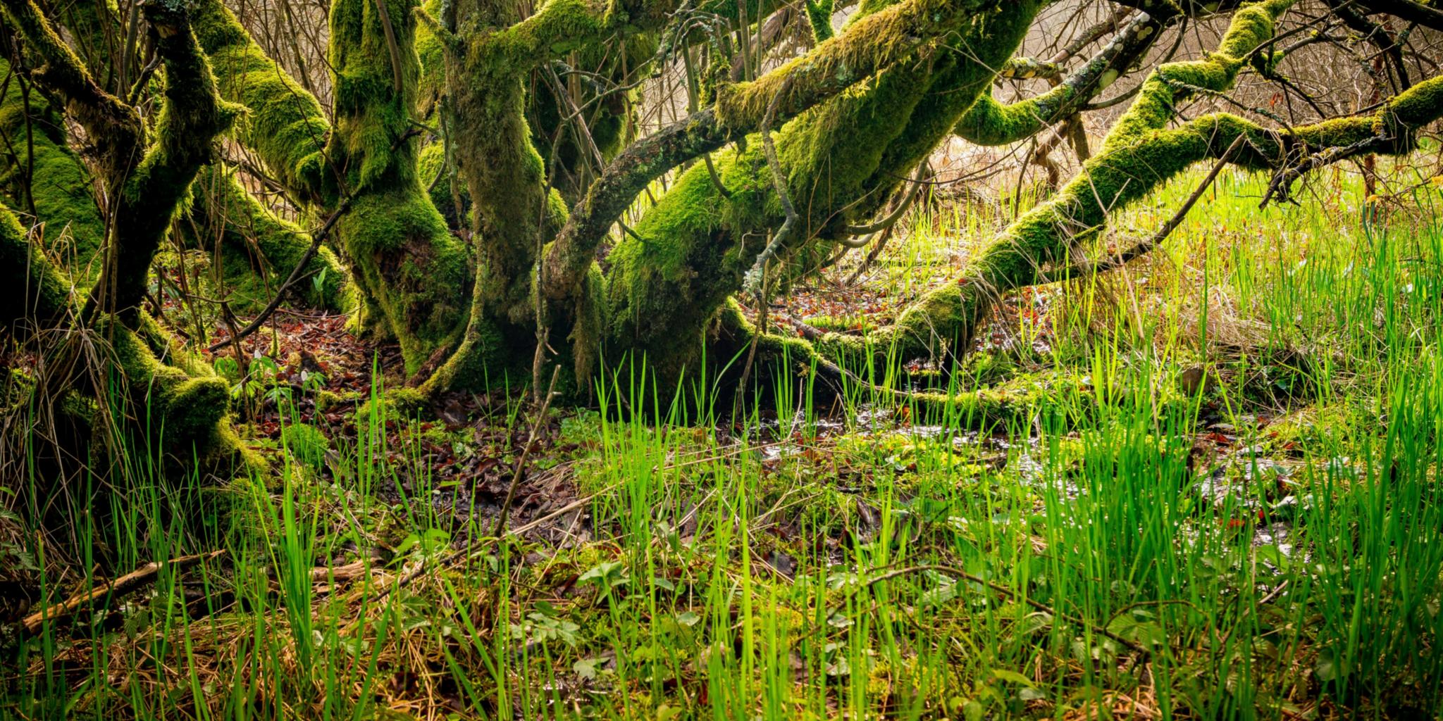 Grünes Gras in der Eifel
