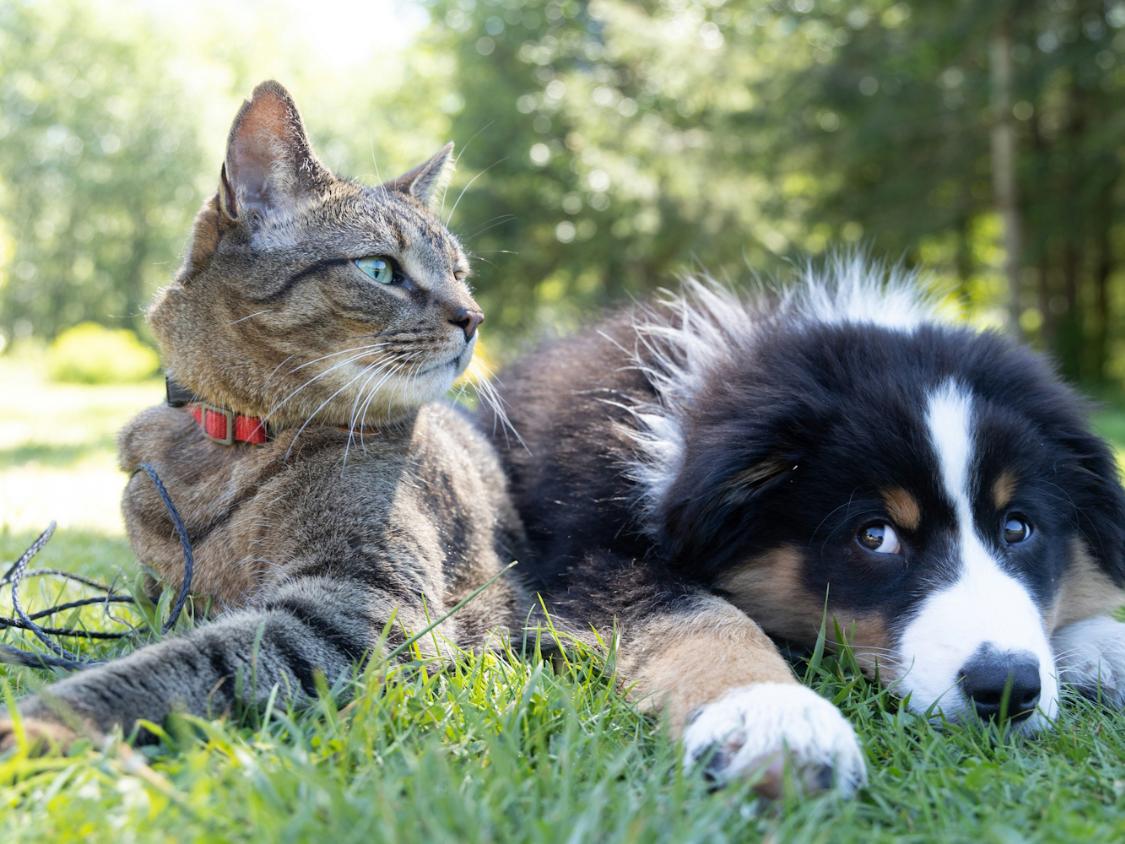 Hund und Katze