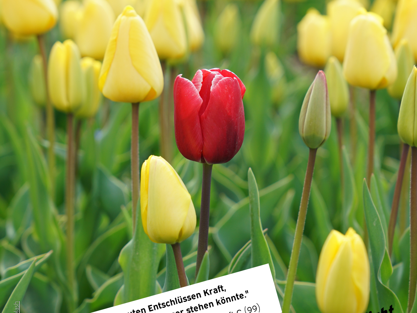 'Riskiert.' (c) Tobias Kölling / Rupert Britton / Unsplash 'Riskiert.'