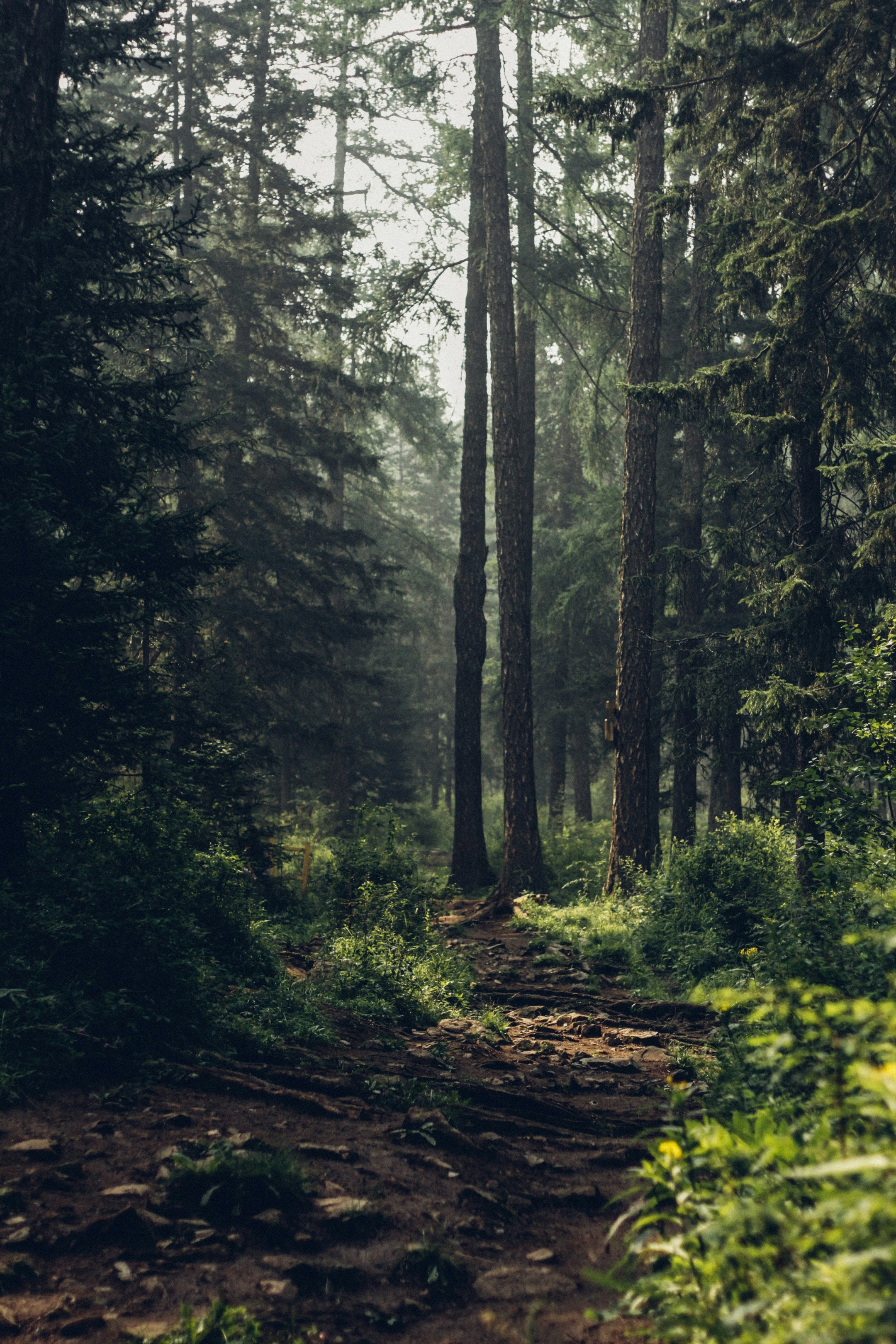 Der Wald