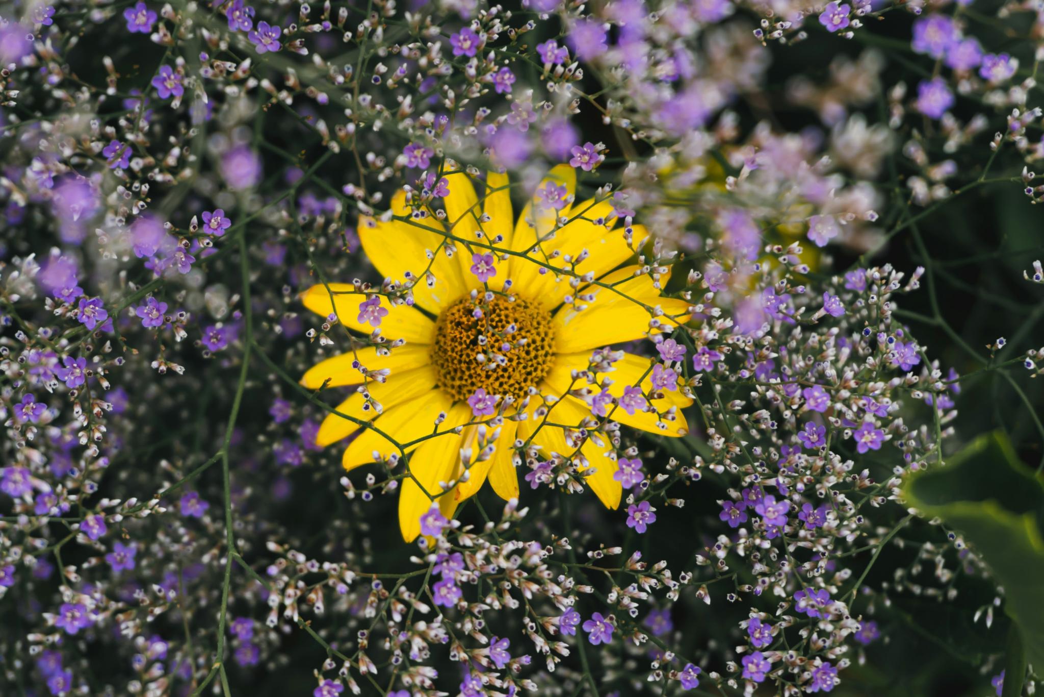 Gelbe Blume