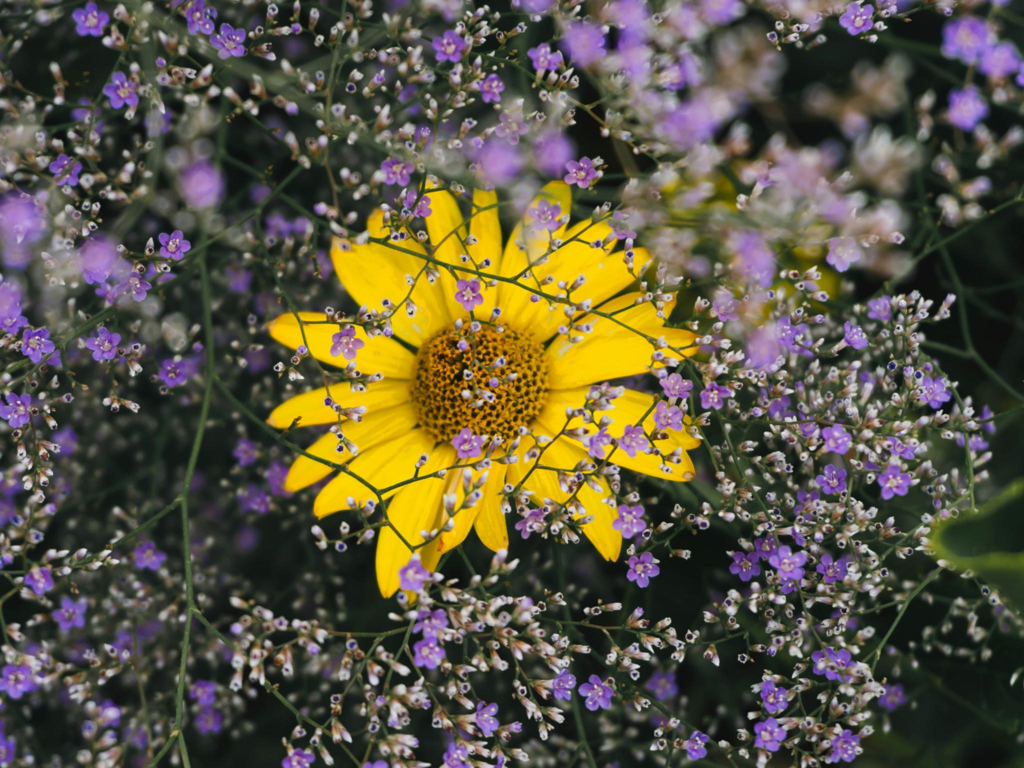 Gelbe Blume