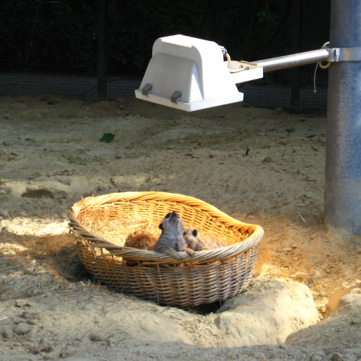 Erdmännchen unter der Wärmelampe