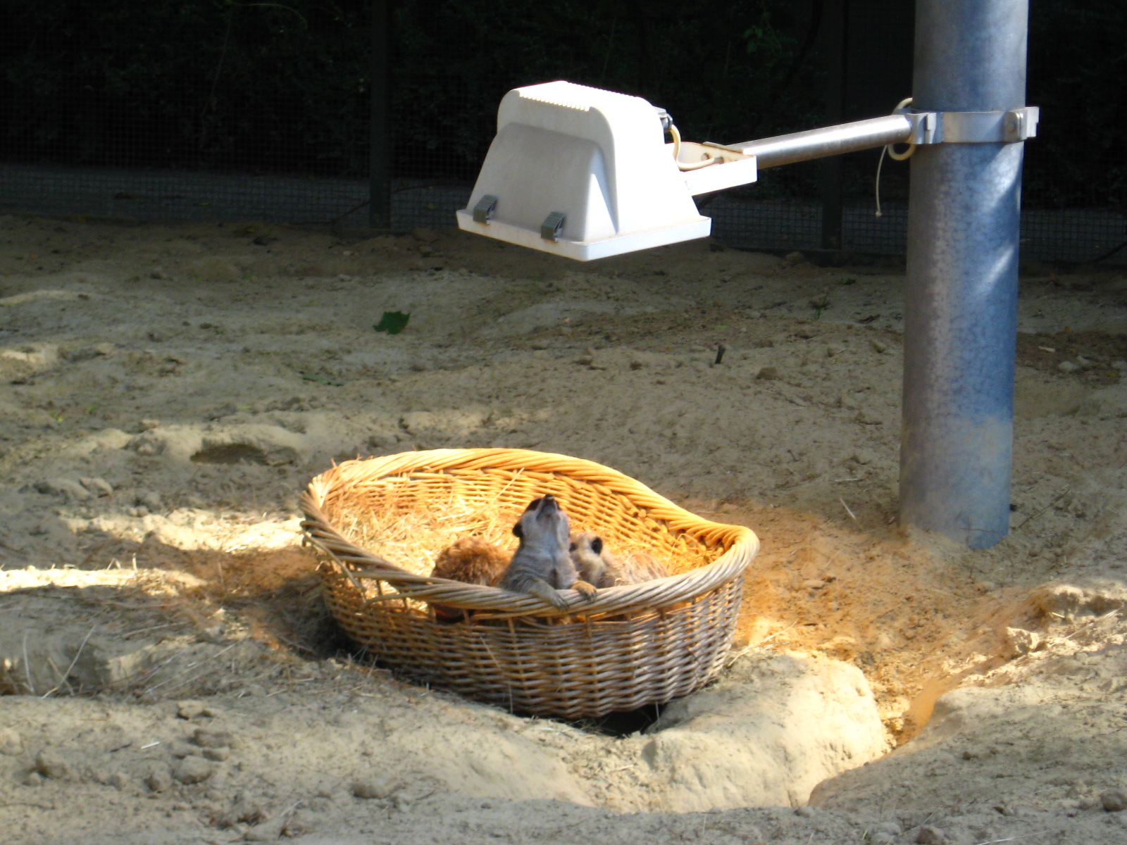 Erdmännchen unter der Wärmelampe