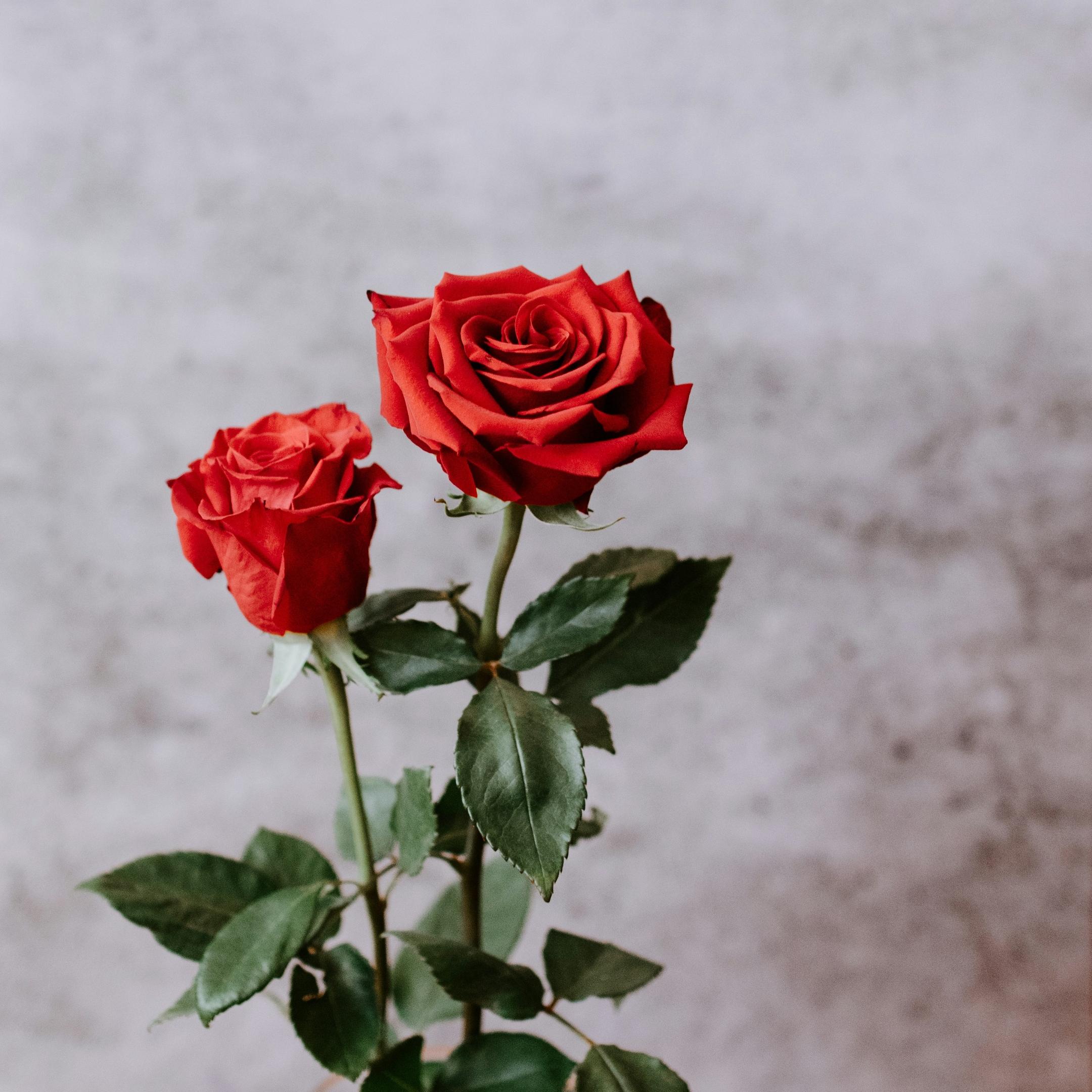 Rosen