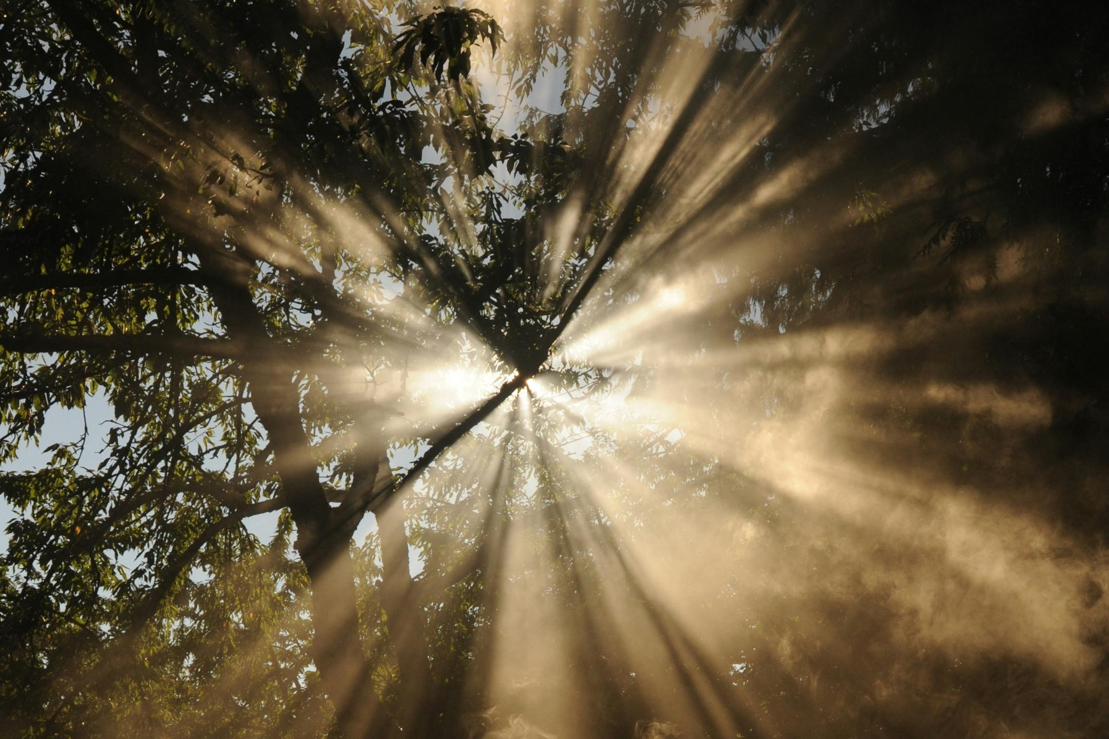 Sonnenstrahlen im Gegenlicht