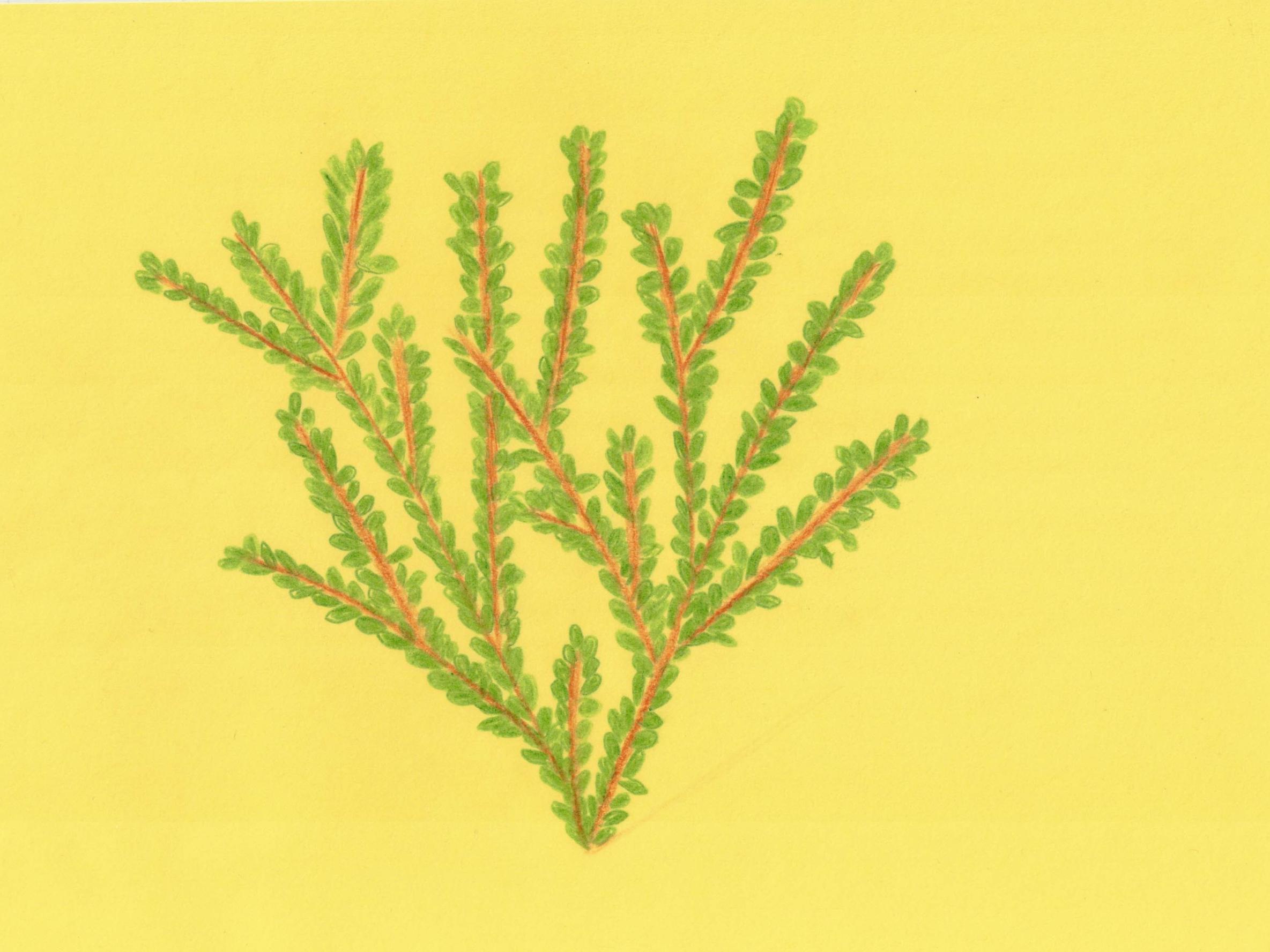 Messe mit Segnung der Palmzweige