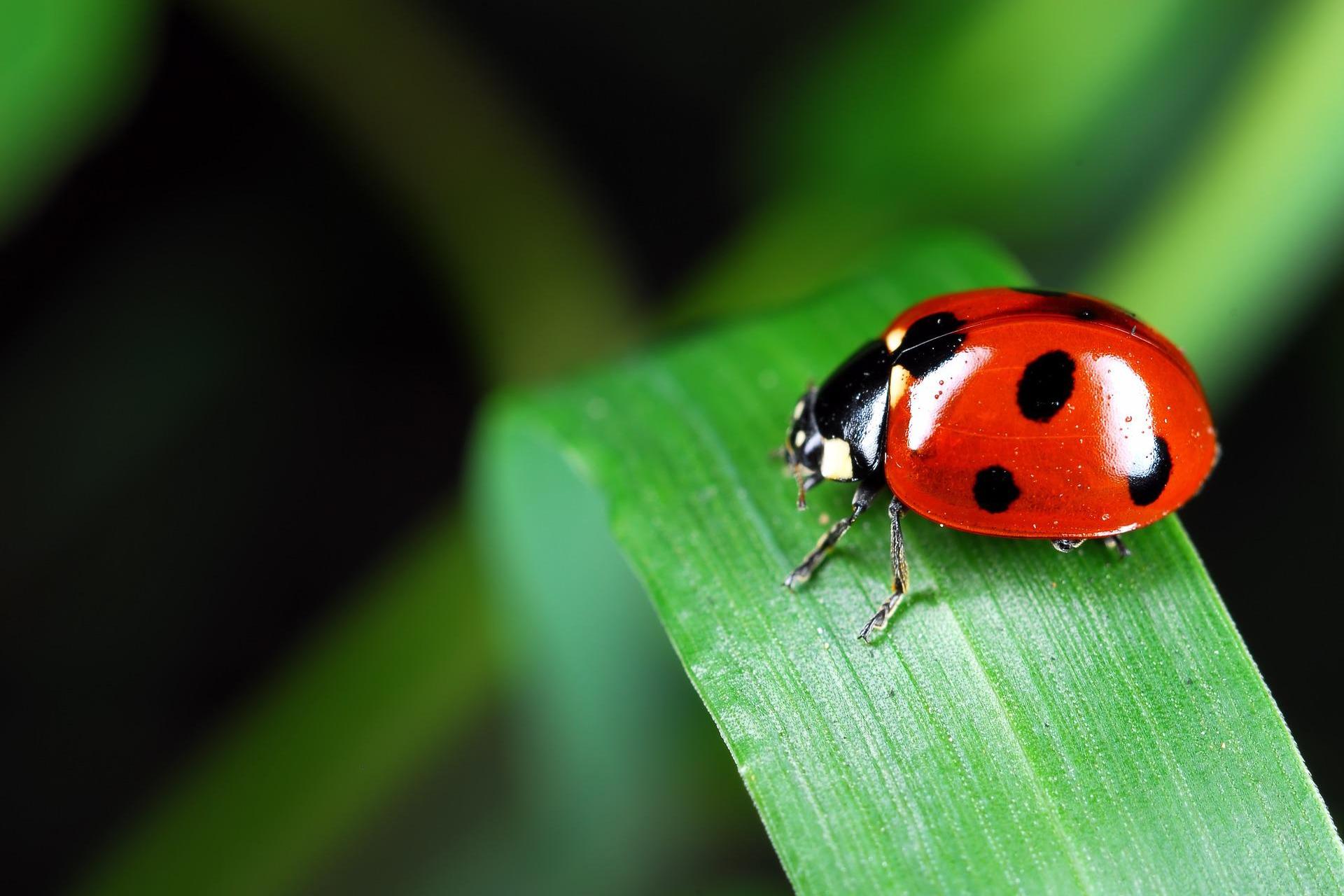 ladybug-973917_1920