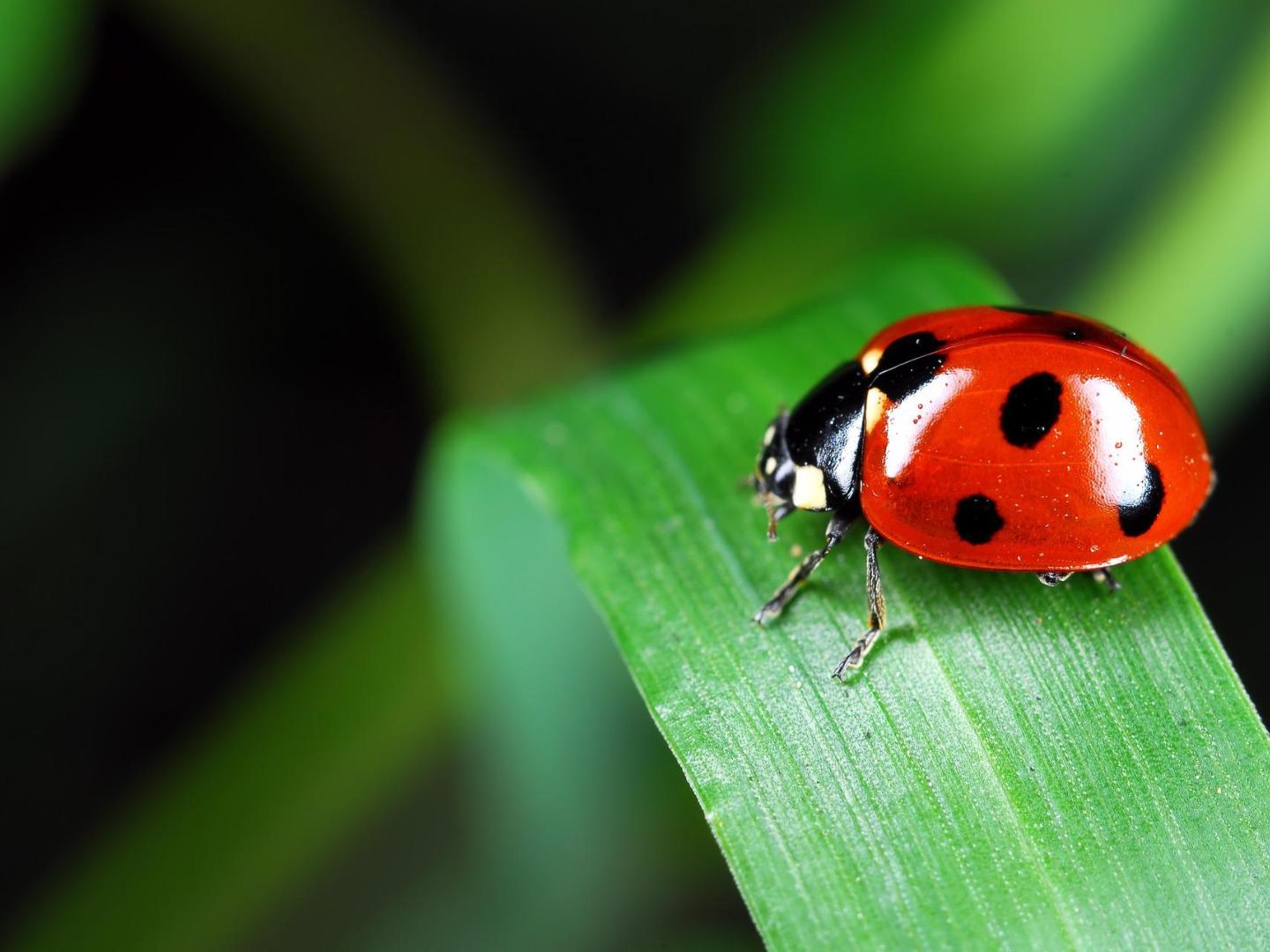 ladybug-973917_1920
