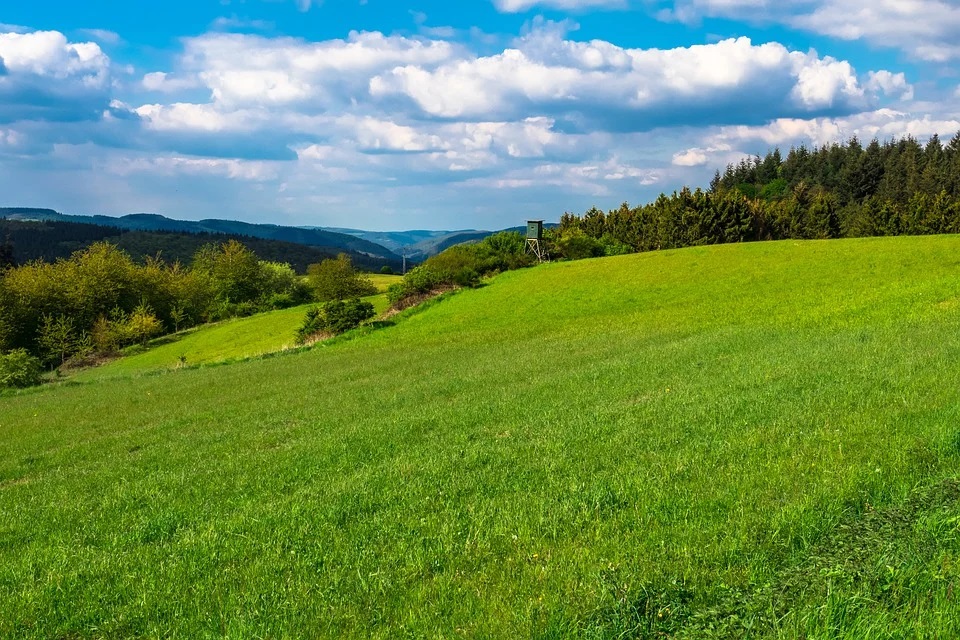 meadow-4212619_960_720